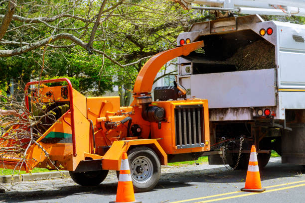 Professional Tree Service in Cottondale, AL